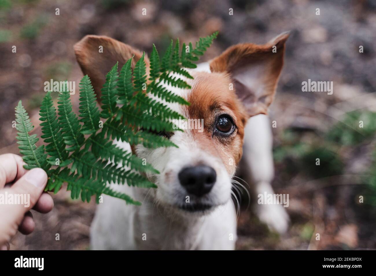 Hand graben -Fotos und -Bildmaterial in hoher Auflösung – Alamy