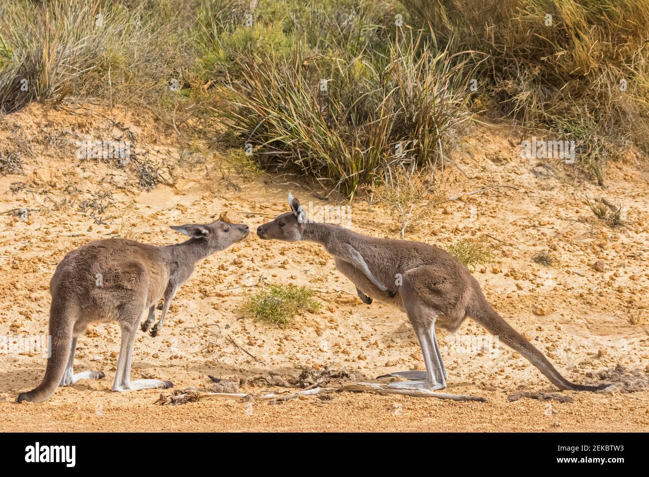WESTERN Grey Giant Kängurus schnüffeln sich gegenseitig Stockfoto