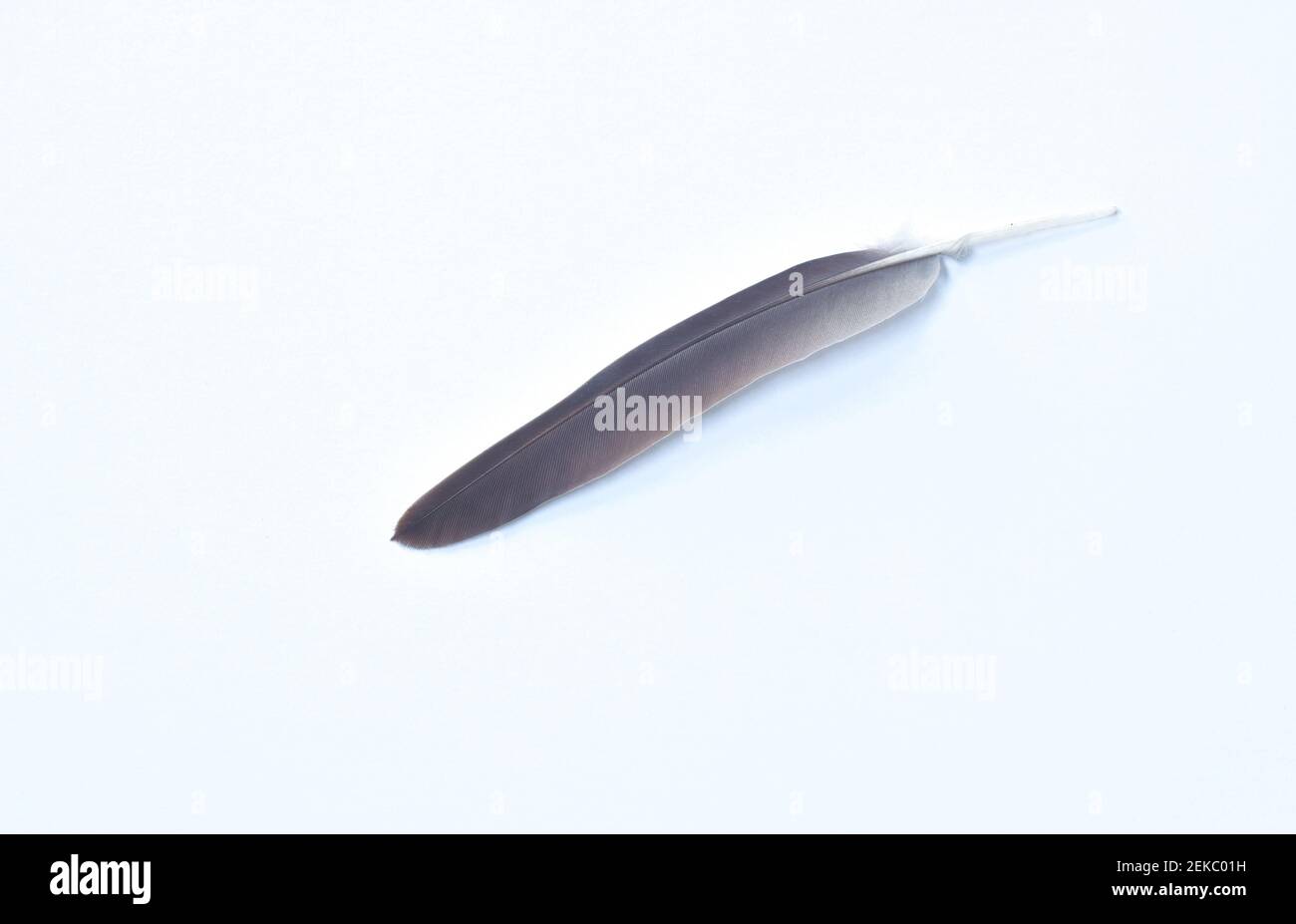 Schwarz-weiße Vogelfeder auf weißem Hintergrund Stockfoto