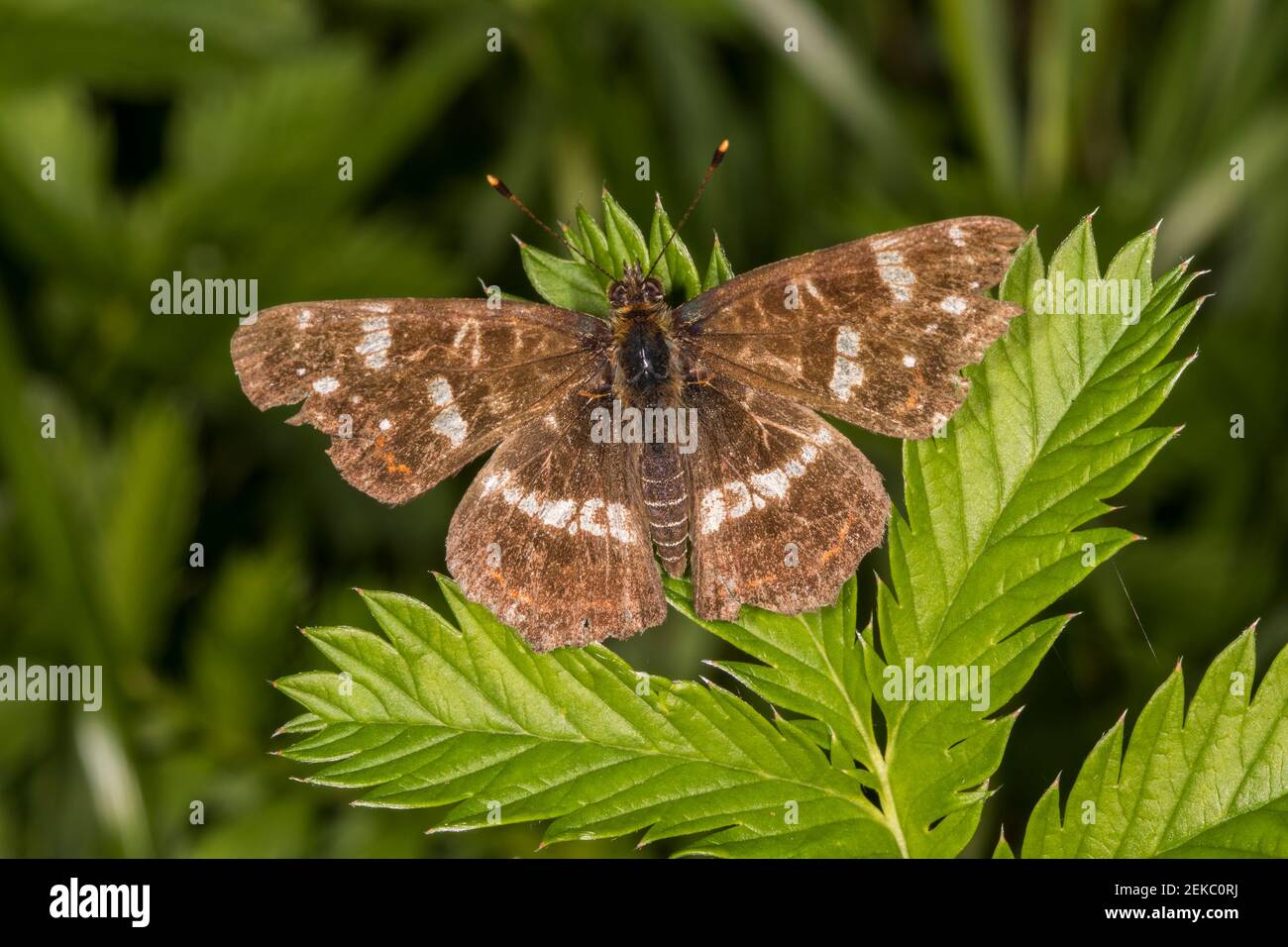 Deutschland, Bayern, Chiemgau, Nahaufnahme der Karte (Araschia levana) Schmetterling auf Blatt Stockfoto