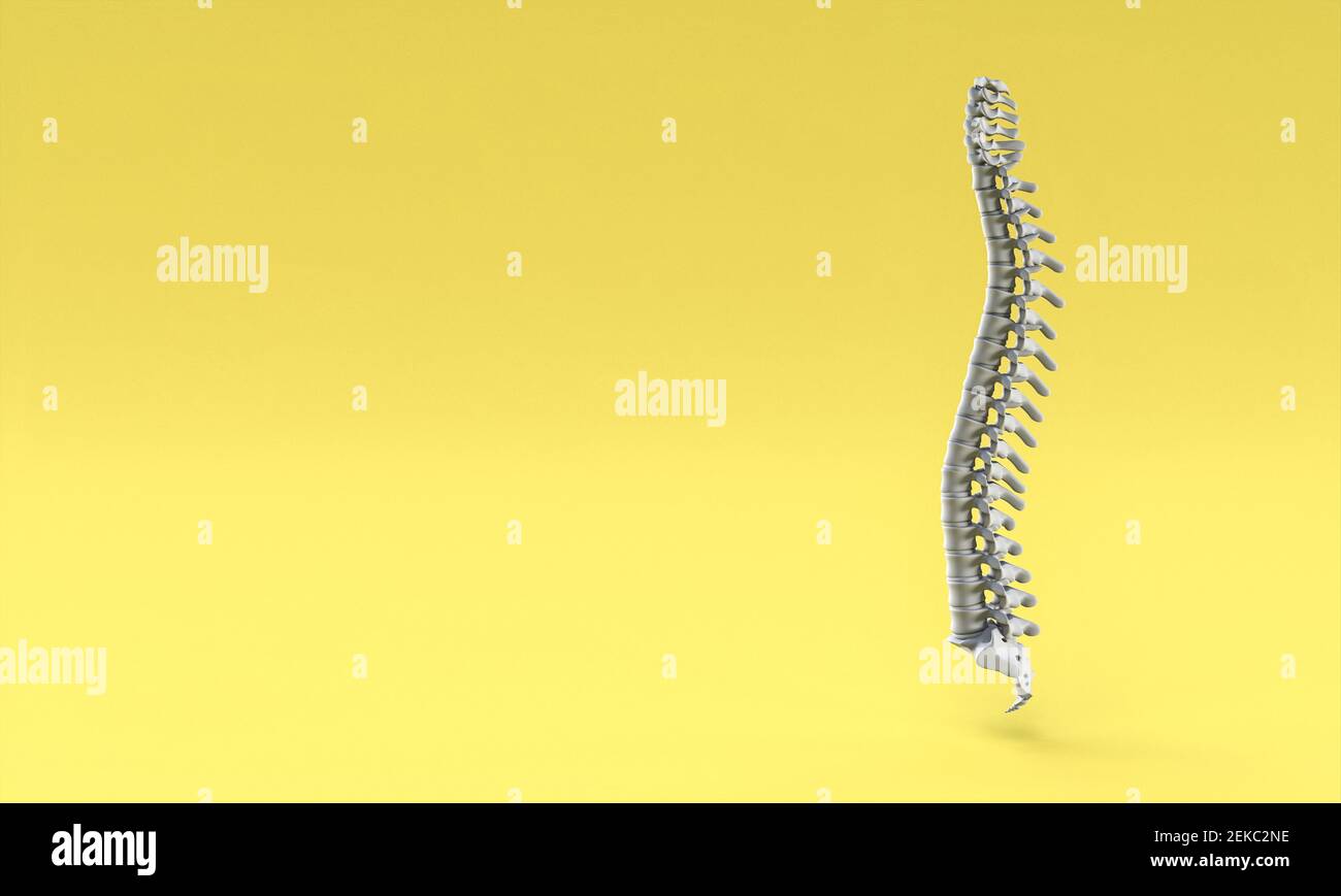 Backbone auf gelbem Hintergrund. 3D Rendern. Stockfoto