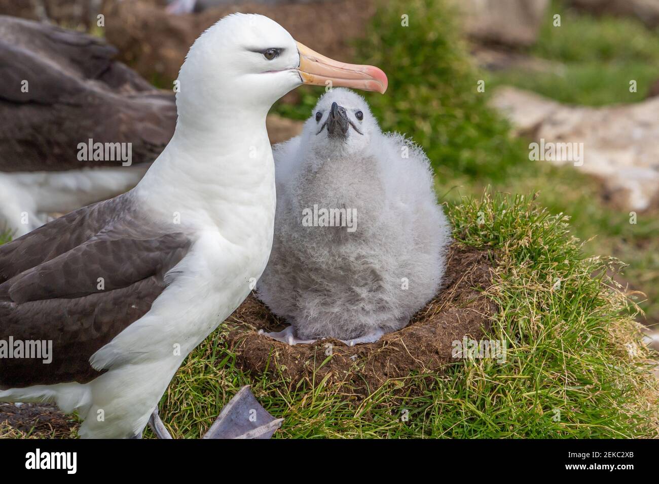 Ein schwarzbraunes Albatross-Küken bittet seine Eltern um Nahrung Stockfoto