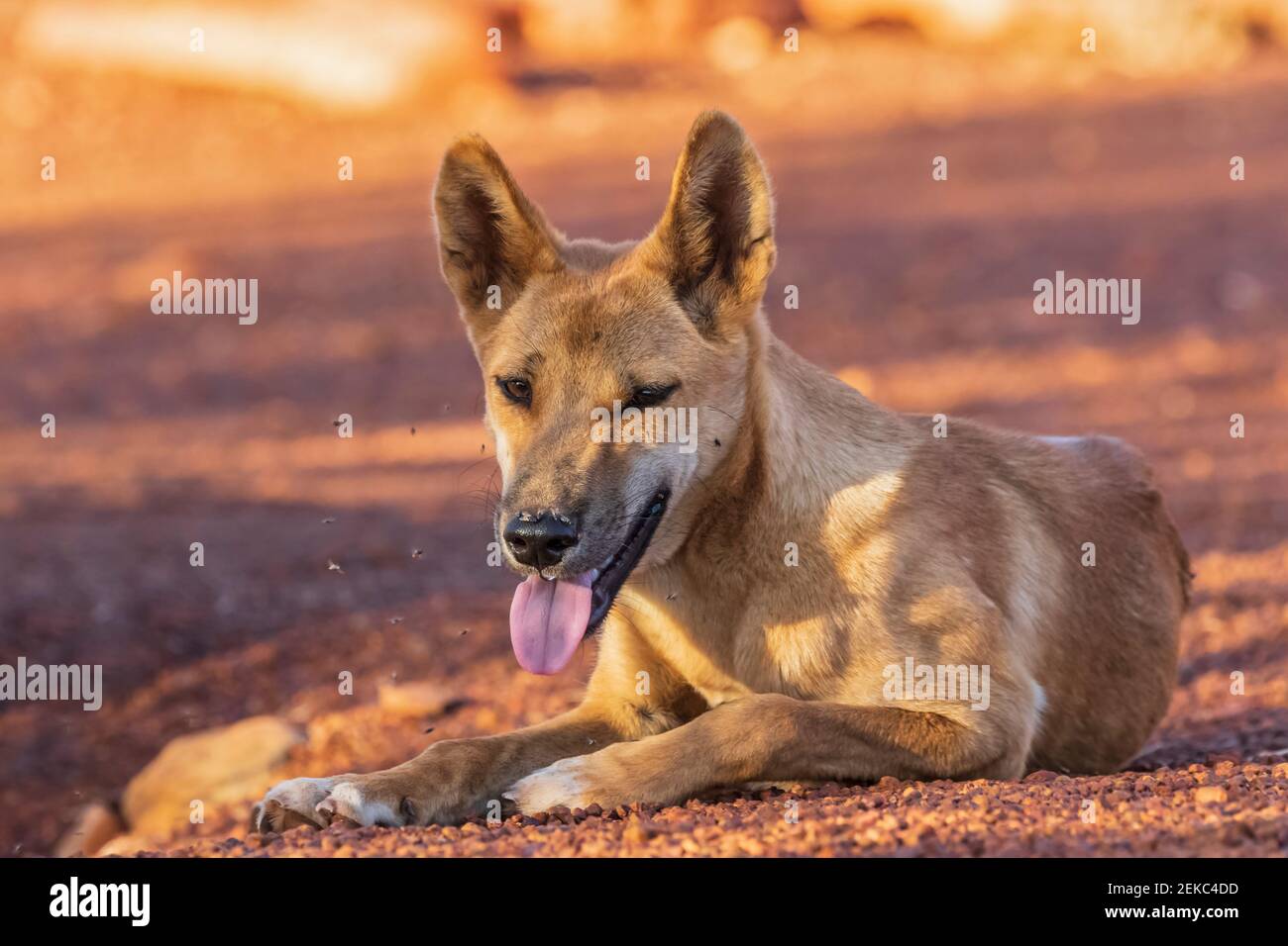 Porträt des einbeinige Dingo (Canis lupus dingo) Erholung im Uluru-Kata Tjuta National Park Stockfoto