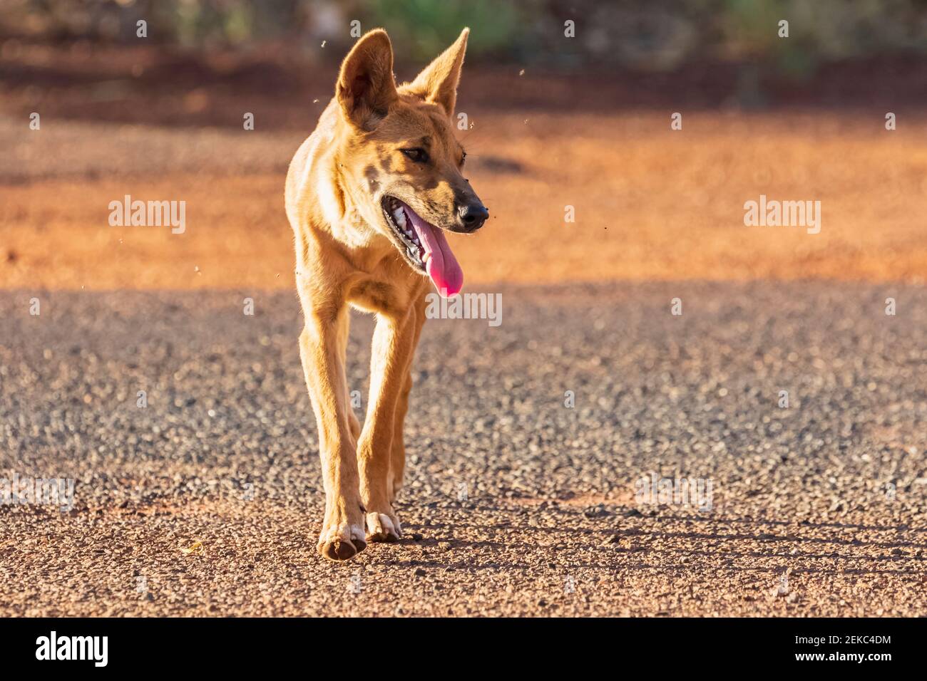 Porträt des einbeinige Dingo (Canis lupus dingo) Wandern im Uluru-Kata Tjuta National Park Stockfoto