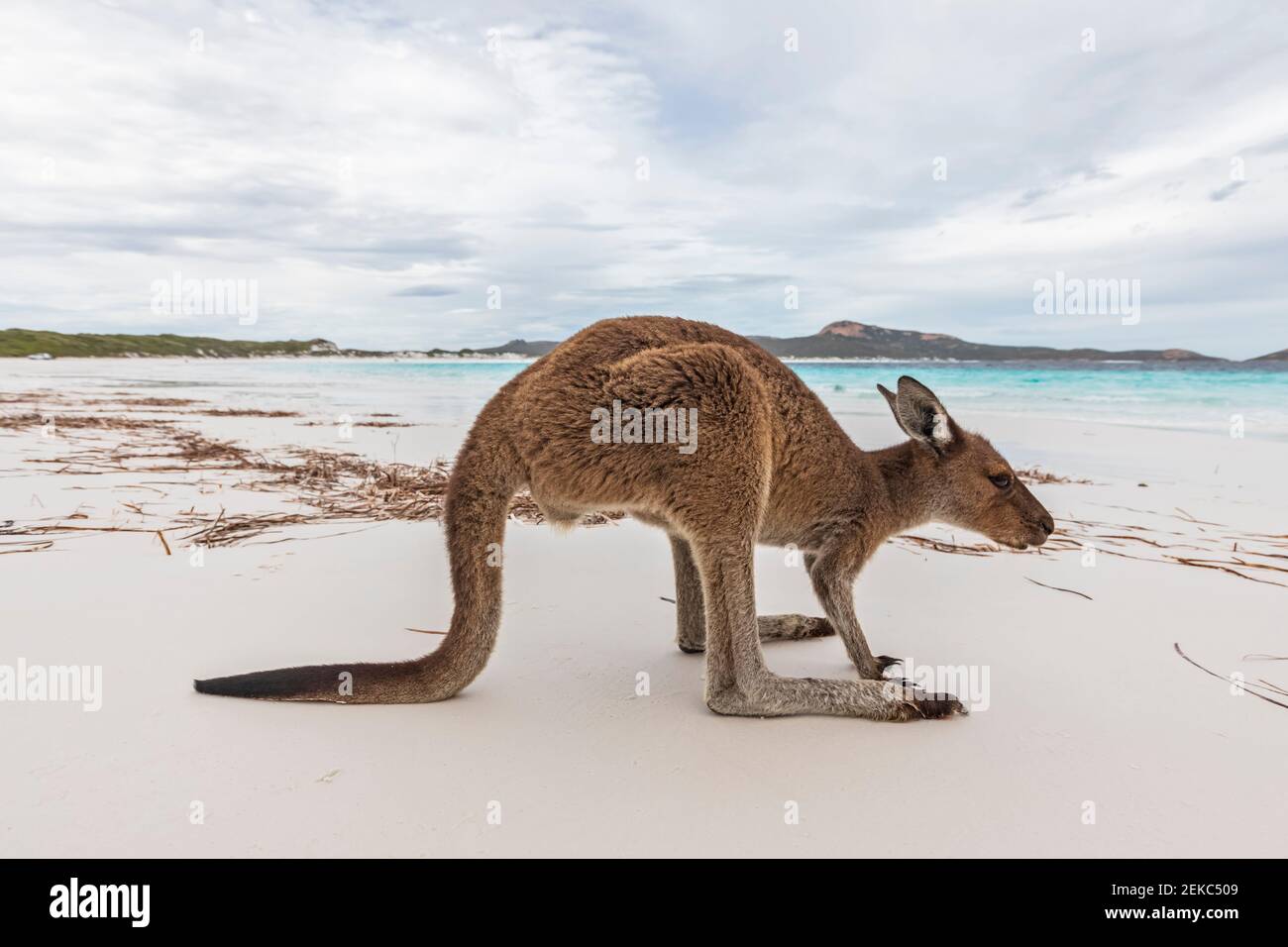 WESTERN Grey Giant Känguru am Strand Stockfoto