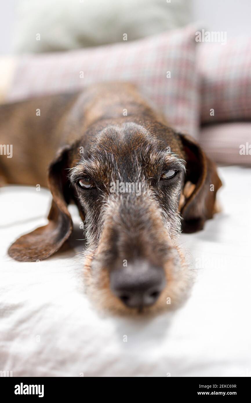 Dachshund Hund entspannt sich zu Hause auf dem Bett an der Wand Stockfoto