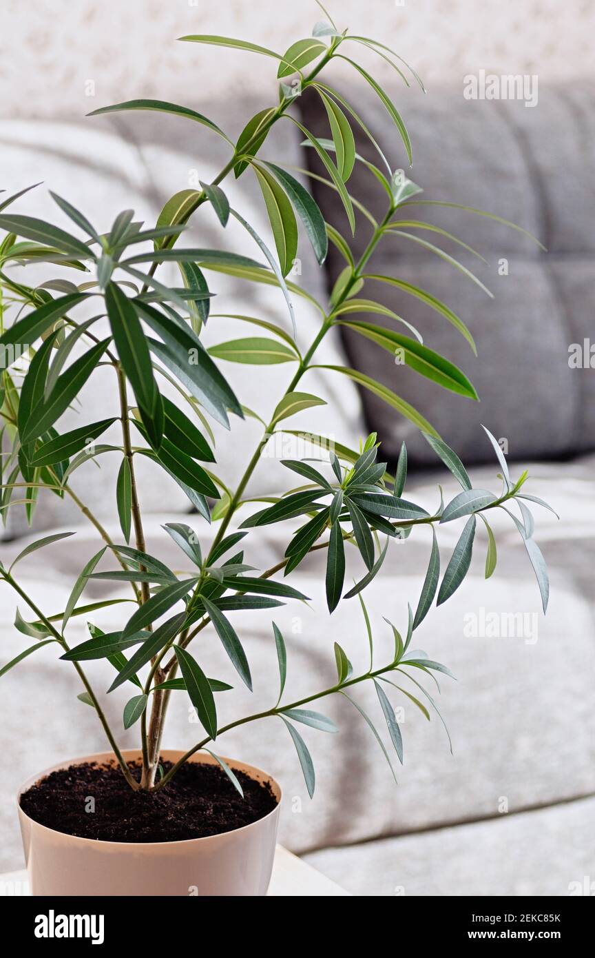 Zimmerpflanze Nerium Oleander aus nchster Nhe. Tropische Pflanzen fr die  Heimtextilien. Giftige Hauspflanze. Vertikales Zuschneiden Stockfotografie  - Alamy