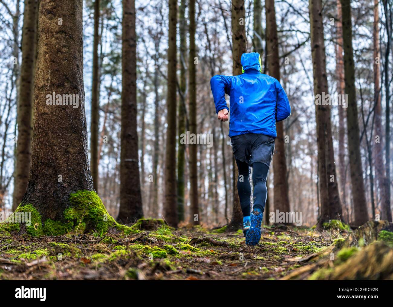 Rüde Jogger mit blauer Jacke läuft im Wald Stockfoto