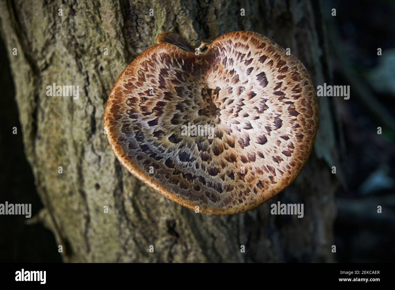 Baumpilze, Polyporus squamosus, auch bekannt als Dryad's Saddle, auf einem Baum in der Nähe von Caterham, Surrey, Großbritannien Stockfoto