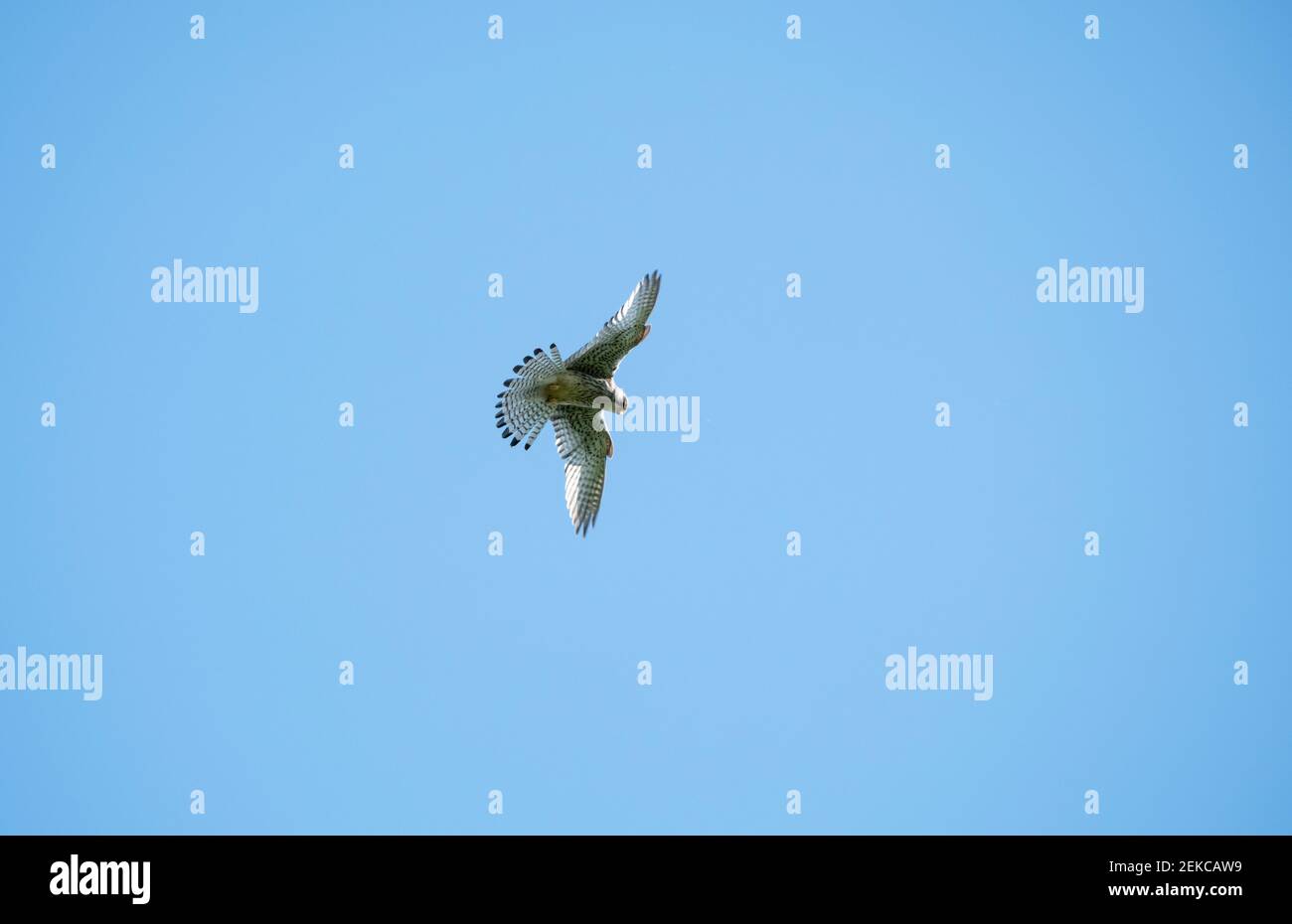 Gewöhnlicher Turmfalkenvogel, der in blauem Himmel fliegt Stockfoto