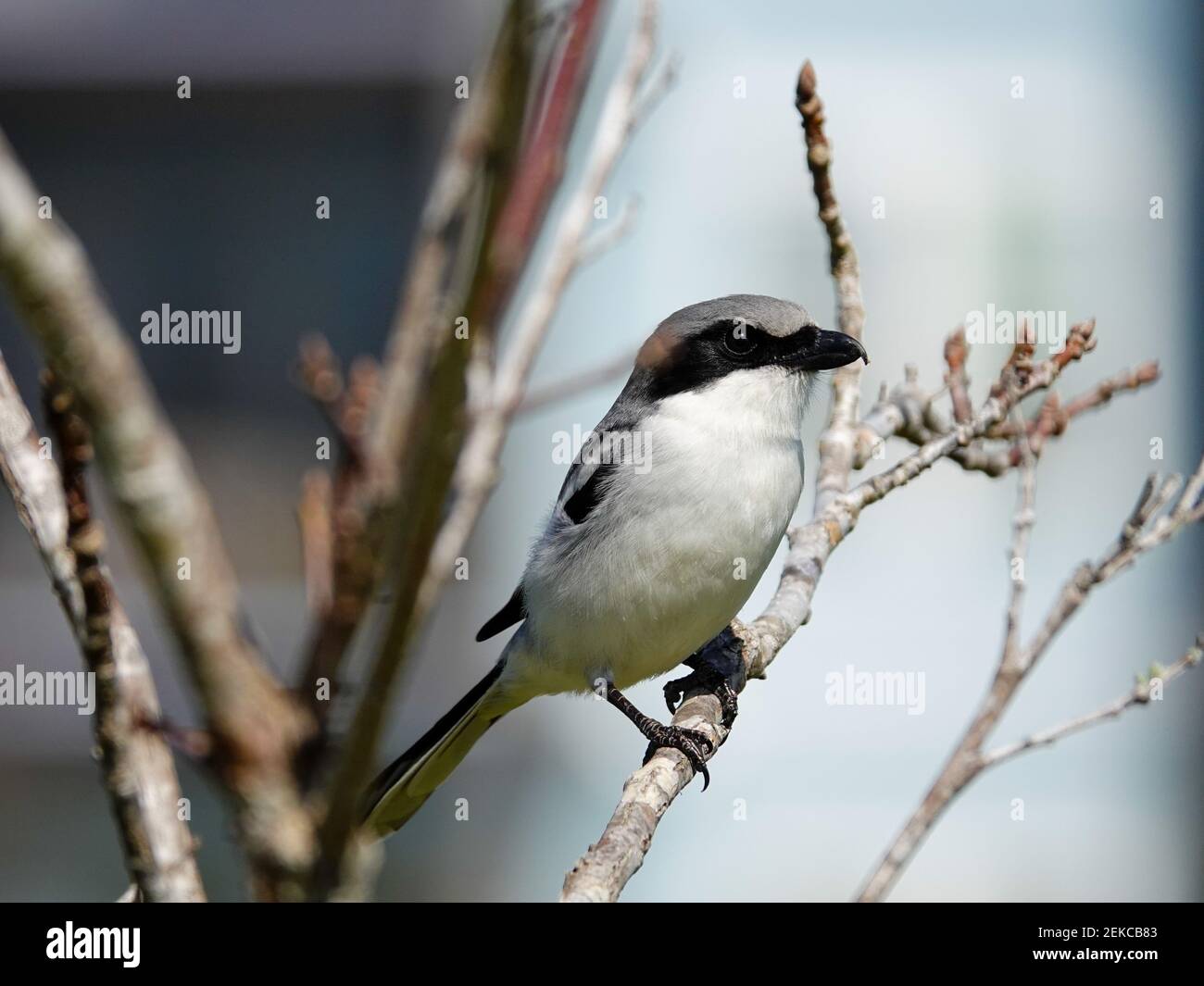 Karettschwürger, Lanius ludovicianus, thront auf einem blattlosen Baumzweig, Winter in Gainesville, Florida, USA. Stockfoto