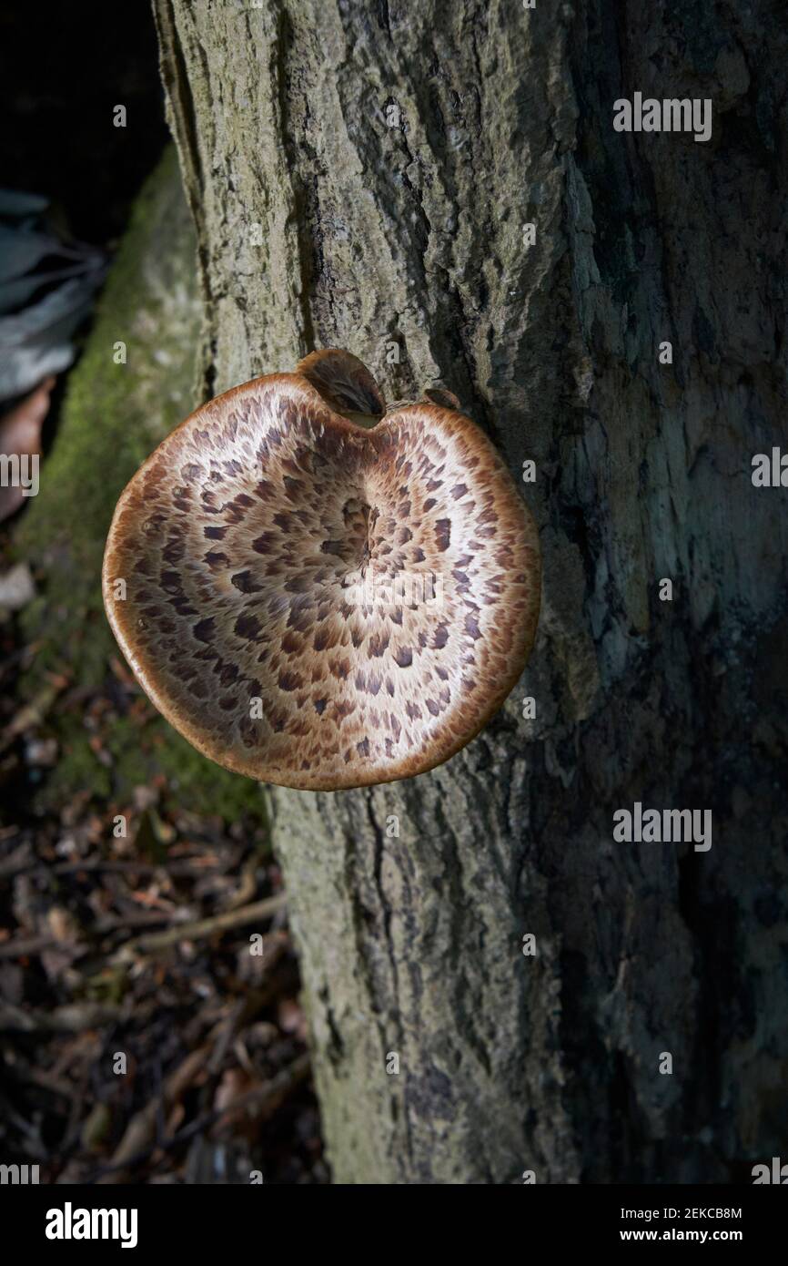 Baumpilze, Polyporus squamosus, auch bekannt als Dryad's Saddle, auf einem Baum in der Nähe von Caterham, Surrey, Großbritannien Stockfoto