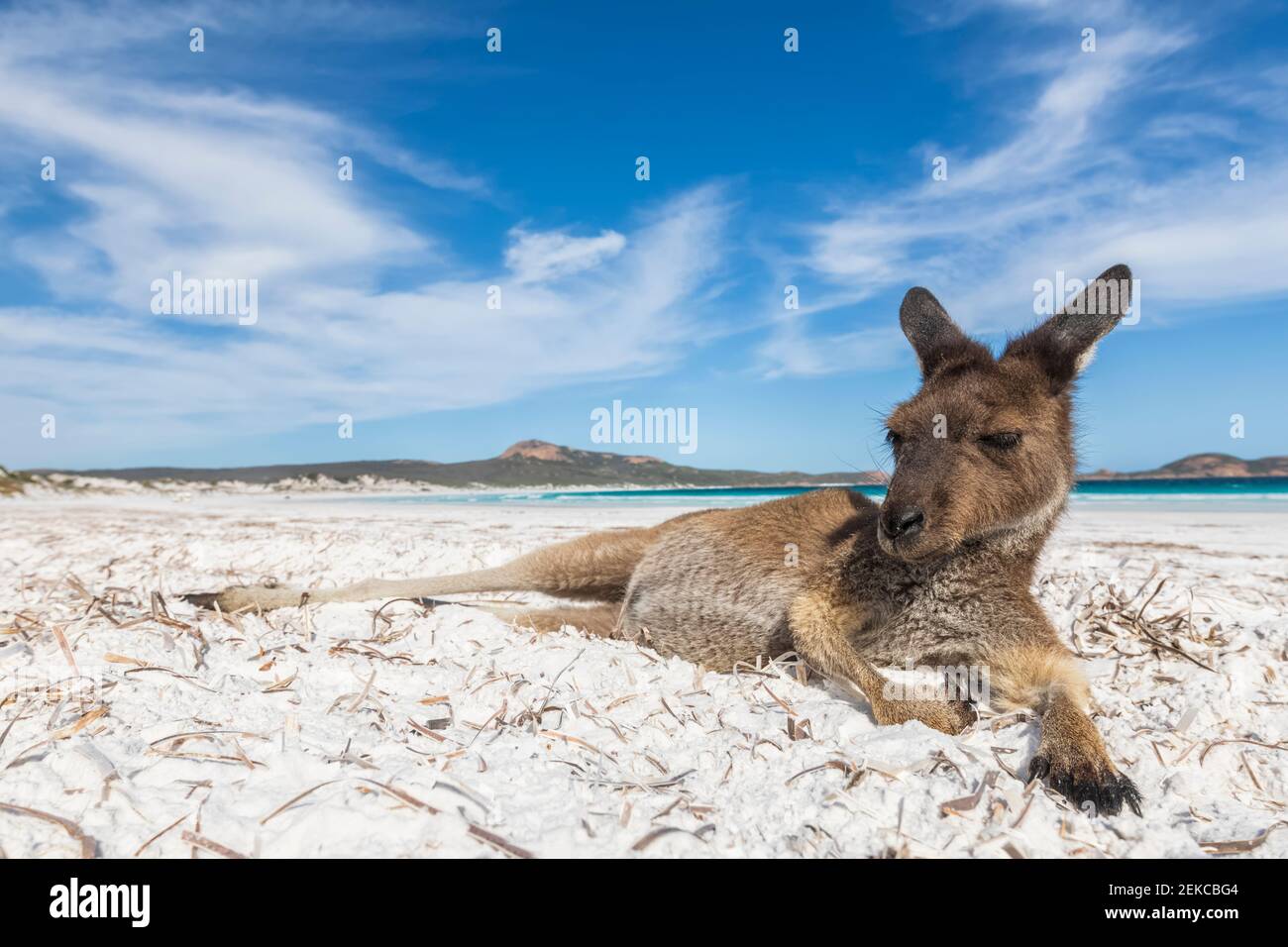 WESTERN Grey Giant Känguru liegt am Strand Stockfoto