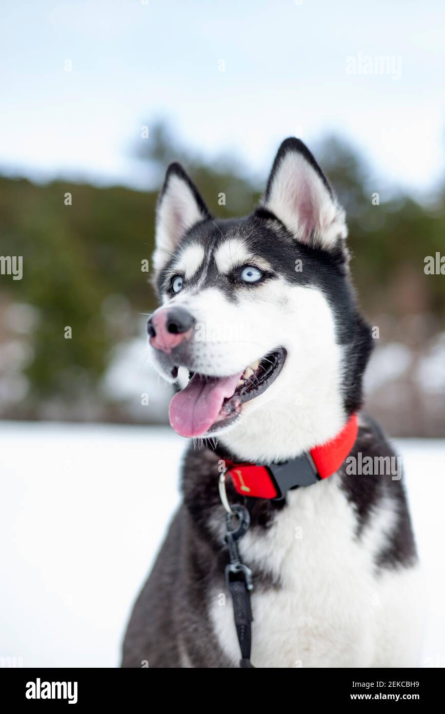 Husky Hund Wegsehen Stockfotos und -bilder Kaufen - Alamy