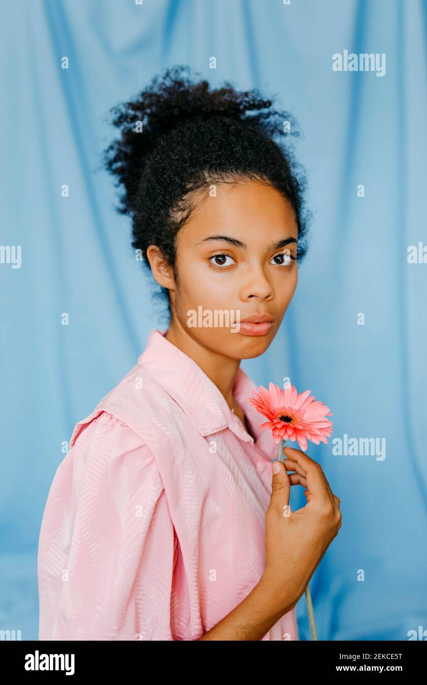 Junge Frau hält Gerbera Gänseblümchen Blume durch blauen Vorhang Stockfoto