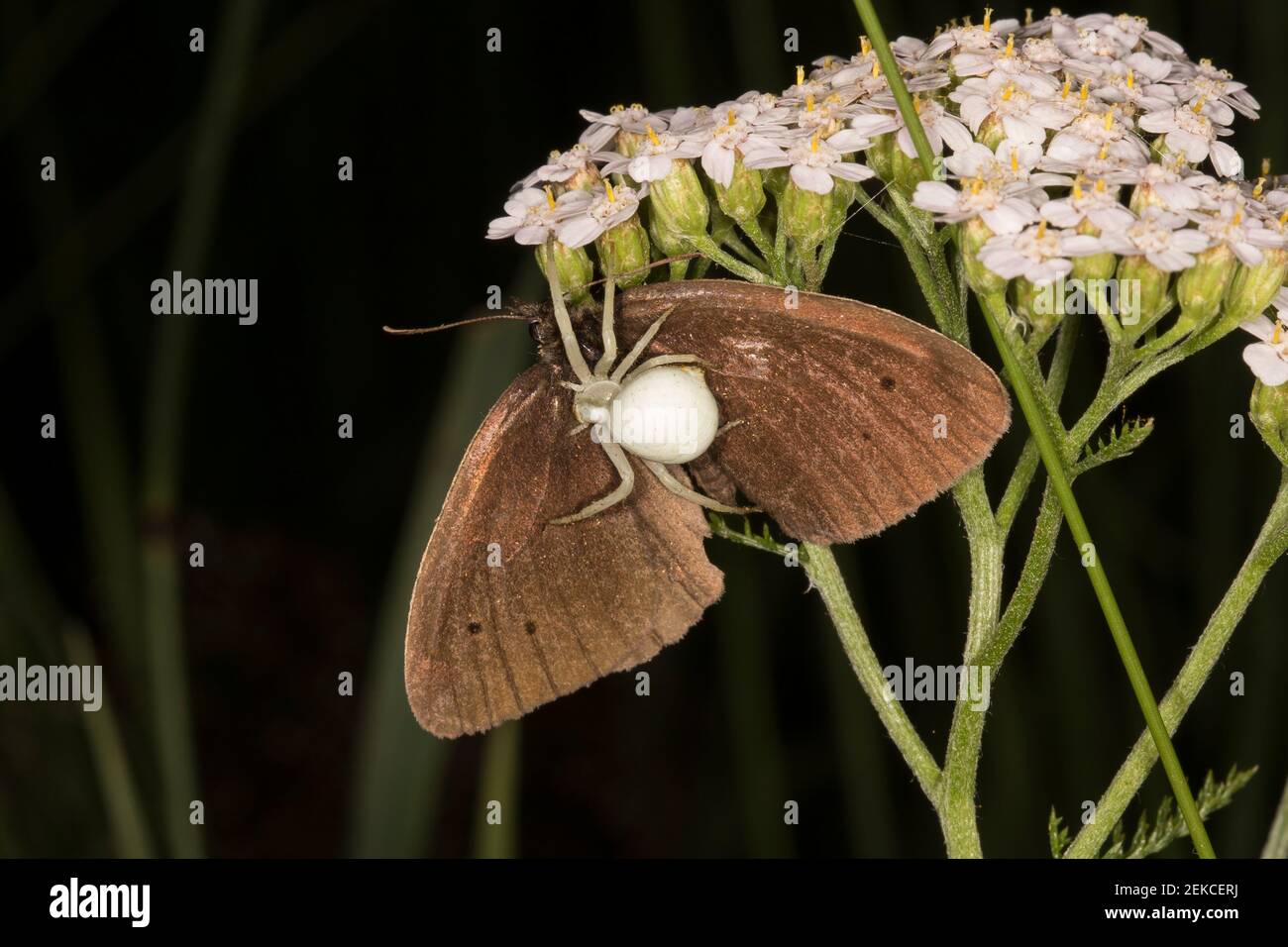 Goldrutenspinne (Misumena vatia) Kriechen auf dem gefangenen Ringel-Schmetterling (Aphantopus hyperantus) Stockfoto