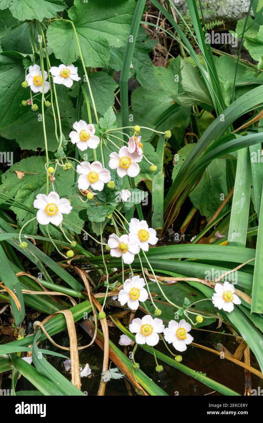 Issaquah, Washington, USA. Japanische Anemone (Anemone hupehensis) blüht. Auch bekannt als Japanische Blume, Windflower oder Japanische Windflower. Stockfoto