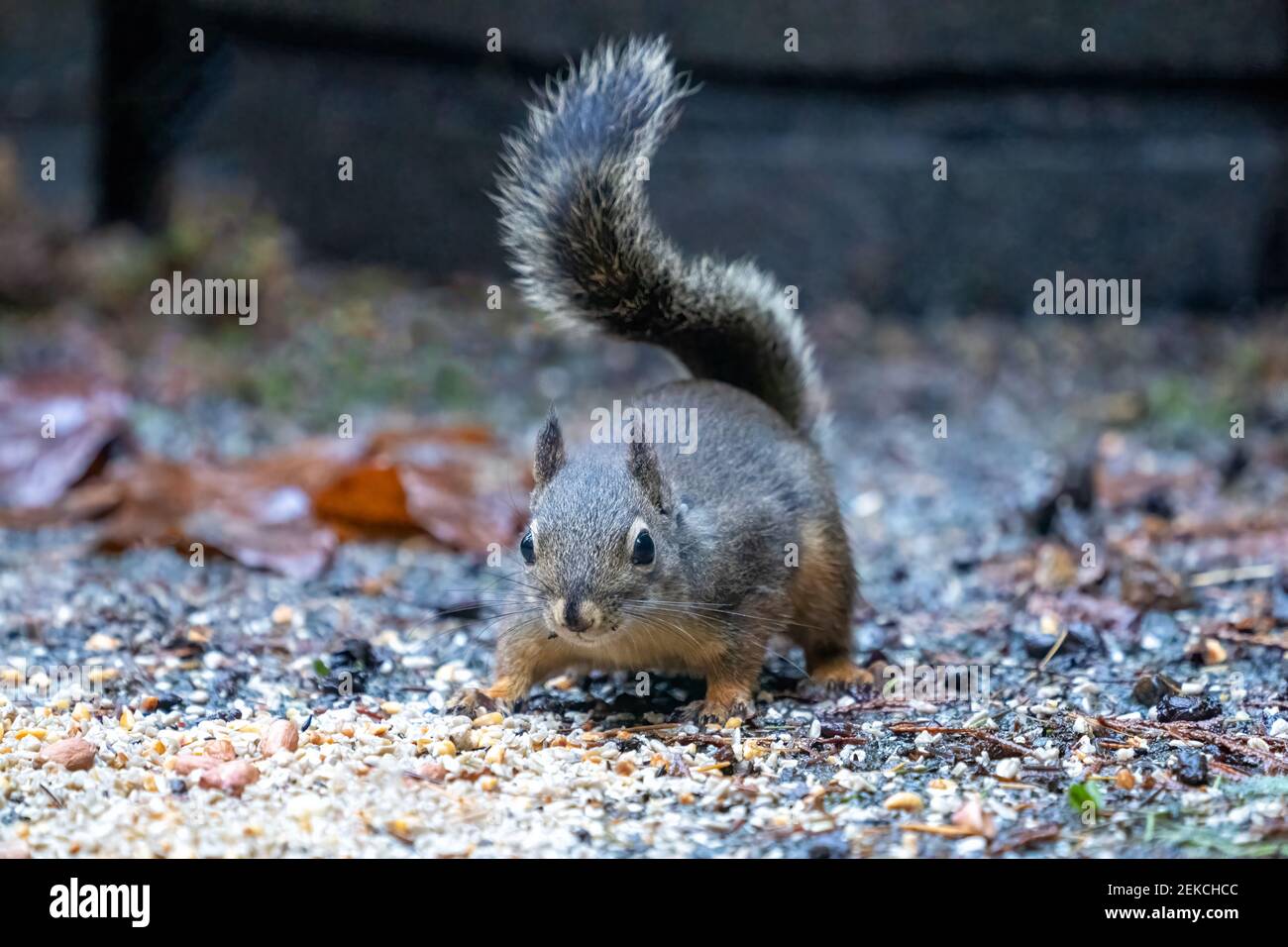 Issaquah, Washington, USA. Douglas Eichhörnchen sieht sehr vorsichtig aus, bevor er einige Vogelsamen und Erdnüsse isst. Auch bekannt als Chickaree, Chicory und Pi Stockfoto