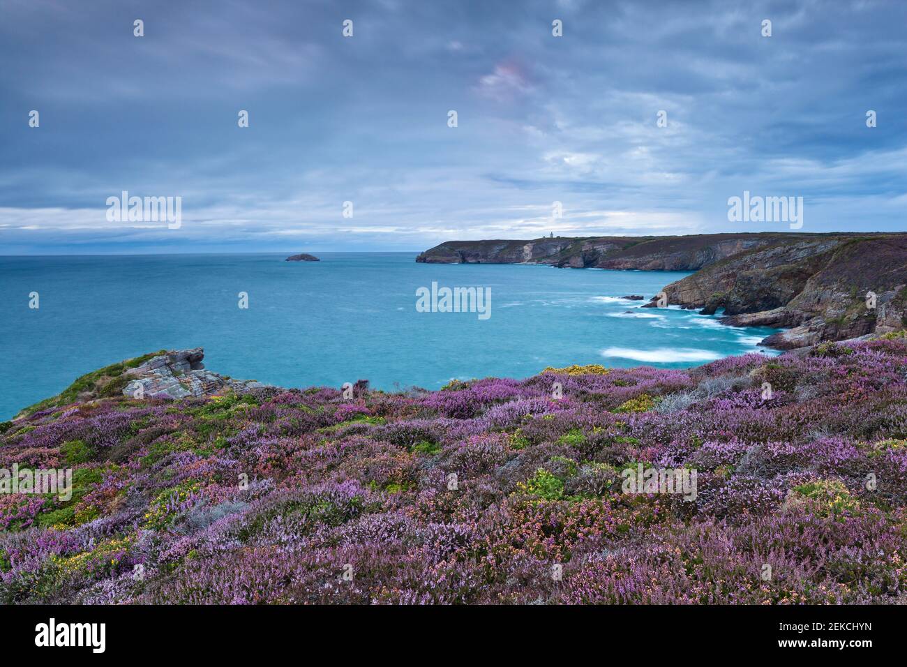 Heidekraut in voller Blüte an der Küste bei Sonnenuntergang. Cap Frehel, Bretagne. Himmel und Heide im gleichen Schatten. Seascape mit Blumen. Stockfoto