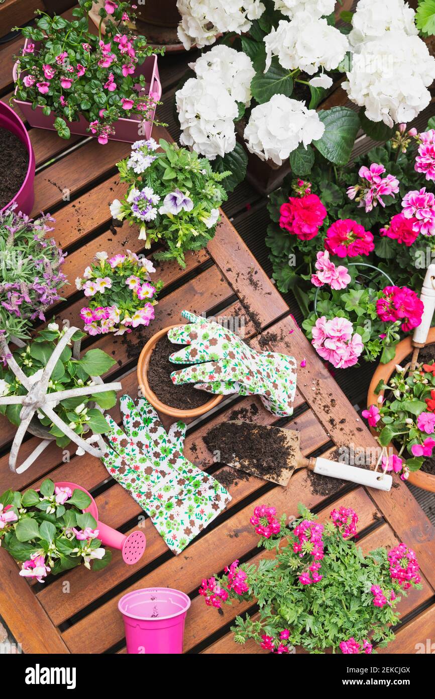 Rosa Sommerblumen auf dem Balkon angebaut Stockfoto