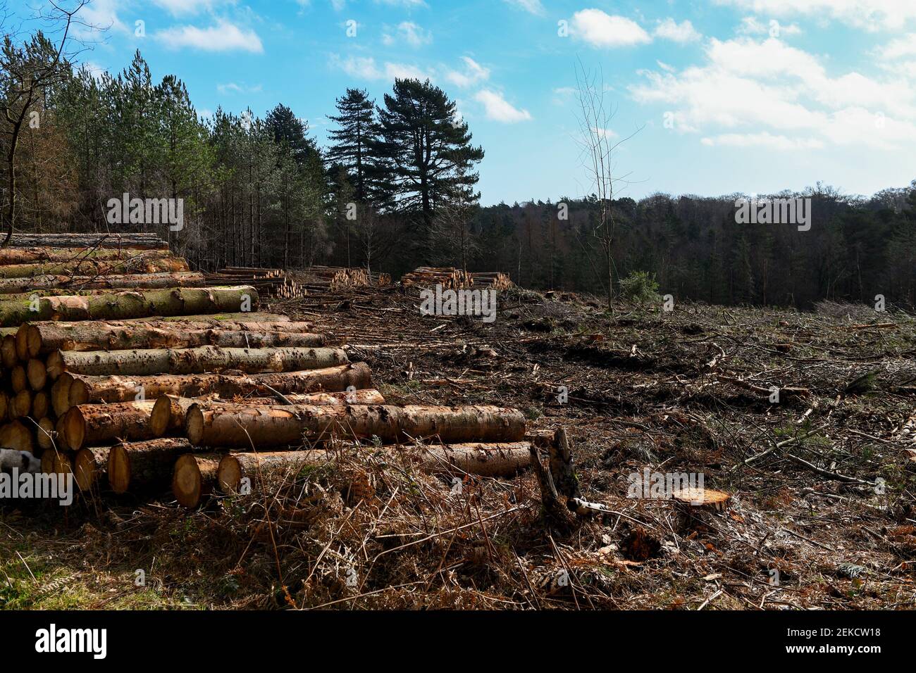 Waldräumung von Nadelbäumen, um die ursprüngliche Wald- und Heidelandumgebung im New Forest Hampshire England wiederherzustellen. Teil des Bildsatz. Stockfoto