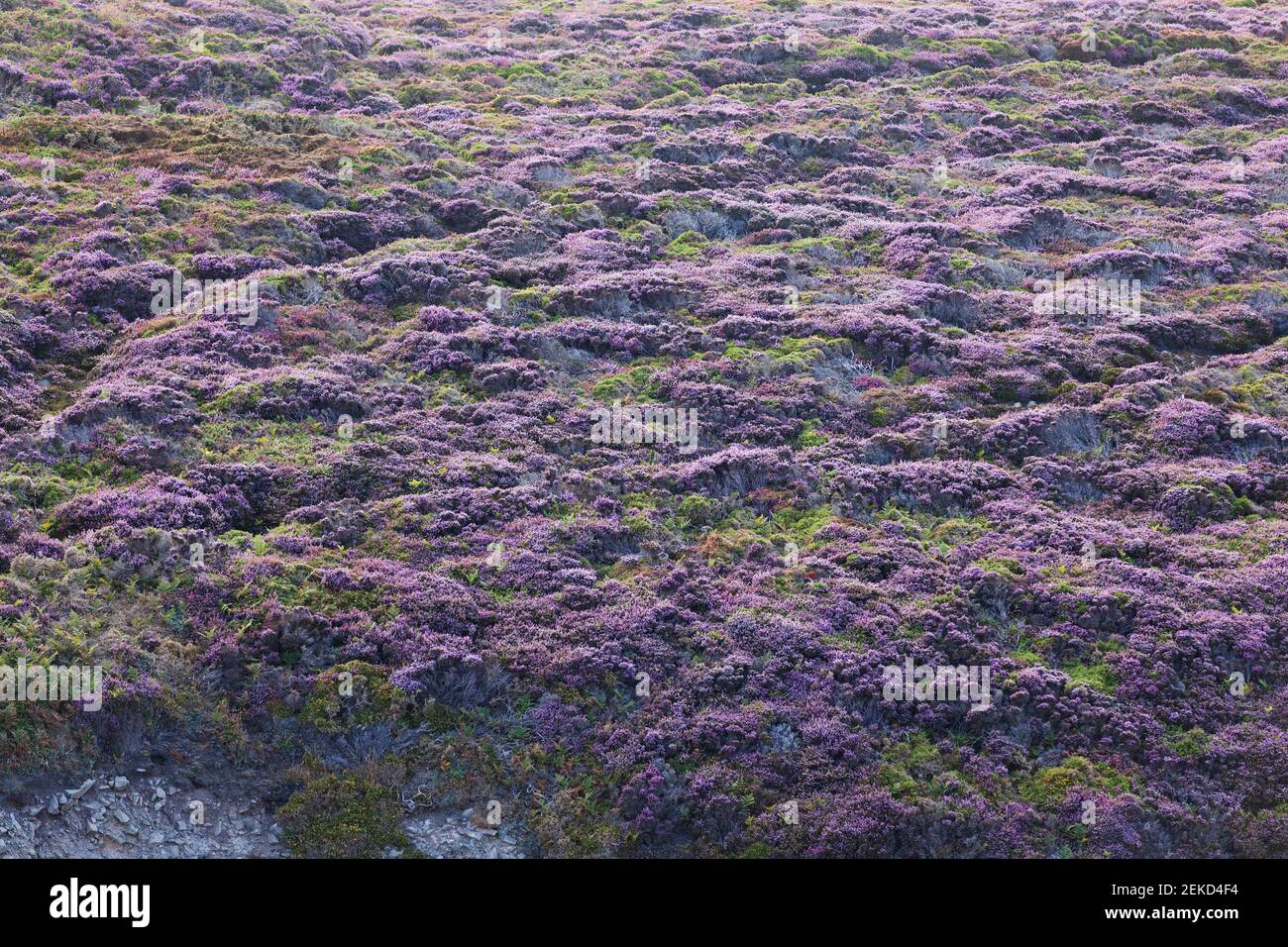 Heideland am Cap Frehel in voller Blüte. Bretagne Frankreich Stockfoto