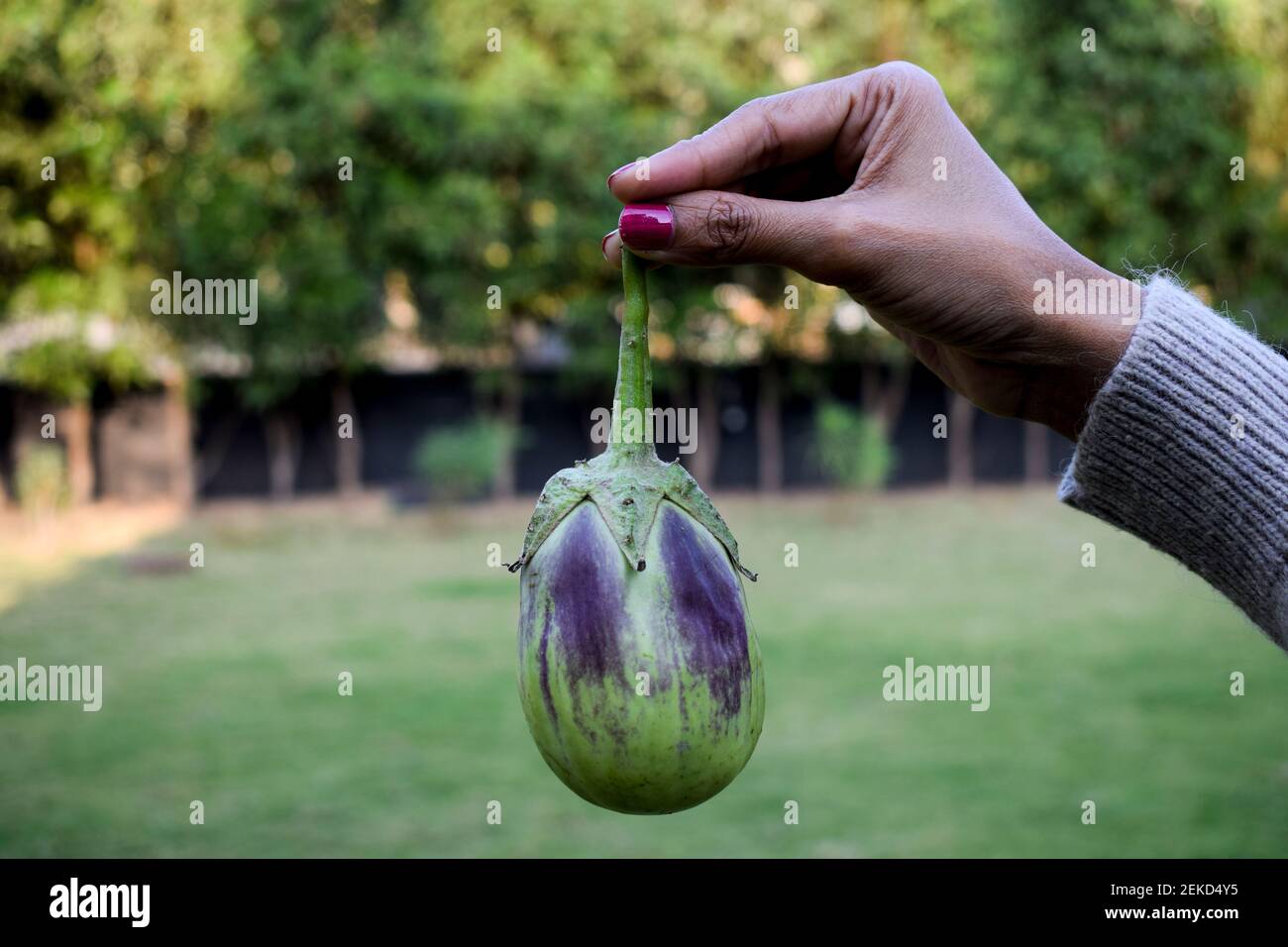 Weibchen hält großes grünes brinjal oder Aubergine oder indisches asiatisches Gemüse Aubergine in der Hand. Bio-hauseigene Küche Gartenarbeit von großen grünen mit Purpel Stockfoto