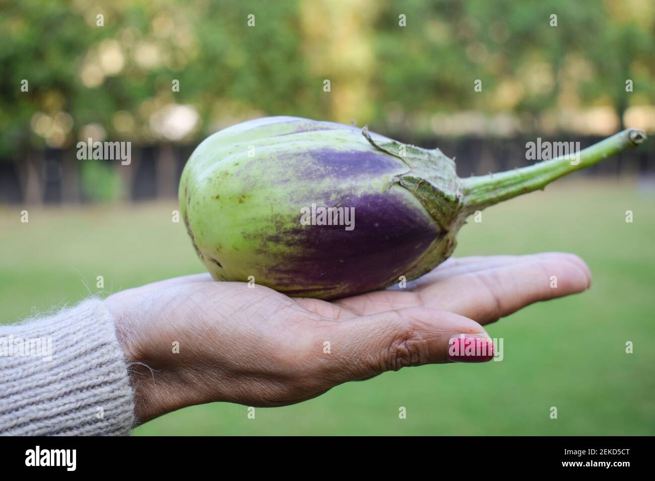 Weibchen hält großes grünes brinjal oder Aubergine oder indisches asiatisches Gemüse Aubergine in der Hand. Bio-hauseigene Küche Gartenarbeit von großen grünen mit Purpel Stockfoto