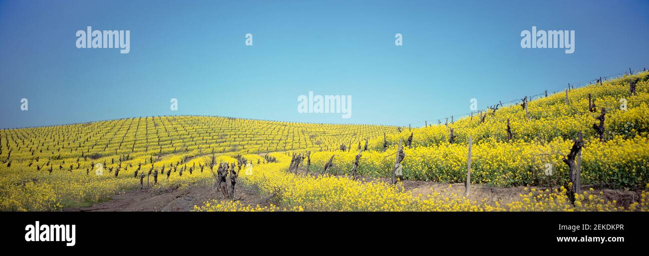 Blühender Weinberg gegen klaren Himmel, Napa Valley, Kalifornien, USA Stockfoto