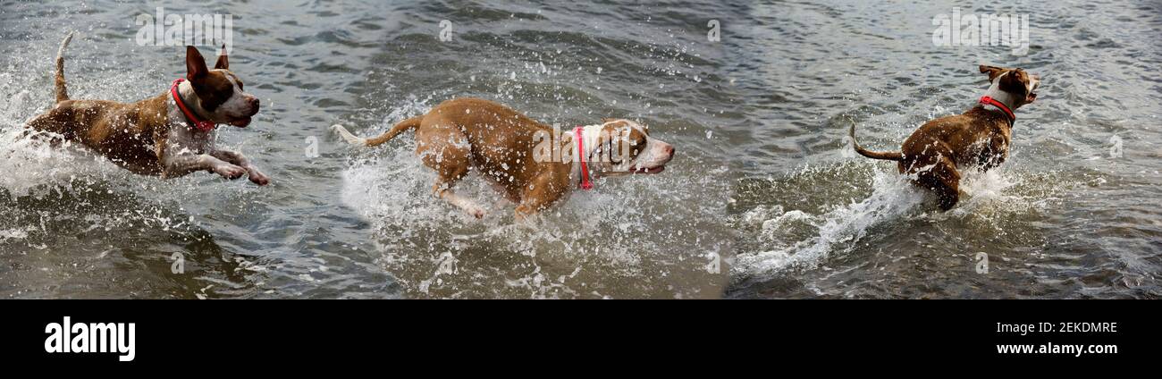 Drei Aufnahmen von Hund läuft im Wasser Stockfoto