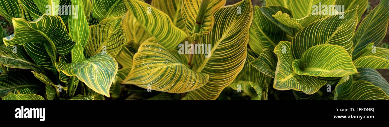 Nahaufnahme der Blätter, Seattle, Washington, USA Stockfoto