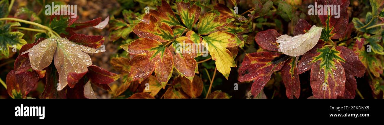 Nahaufnahme von nassen Blättern, Seattle, Washington, USA Stockfoto