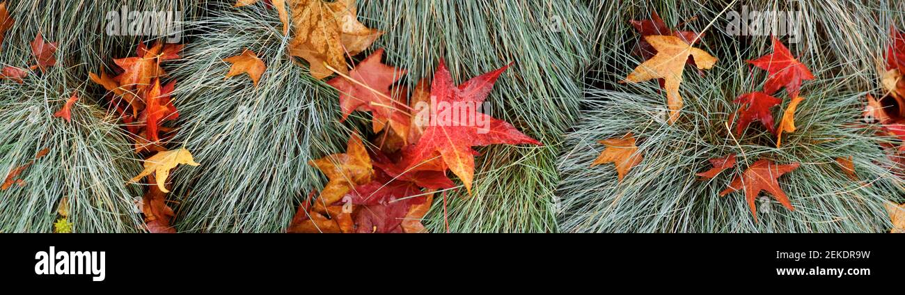 Nahaufnahme der Herbstblätter, Seattle, Washington, USA Stockfoto