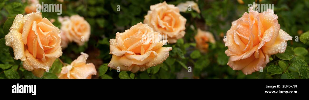 Nahaufnahme von nassen Rosen, Seattle, Washington, USA Stockfoto