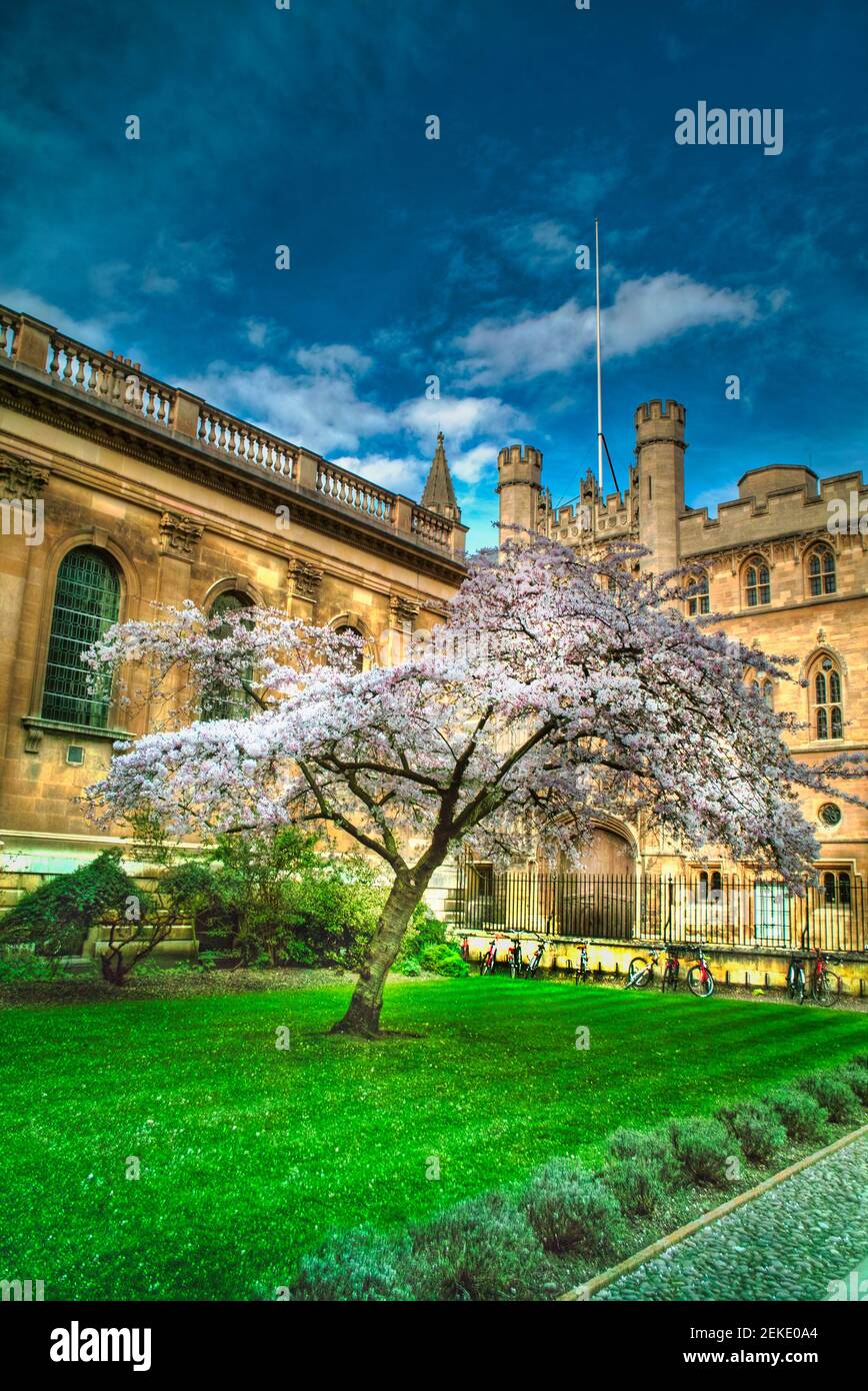 Cambridge Blossom Stockfoto