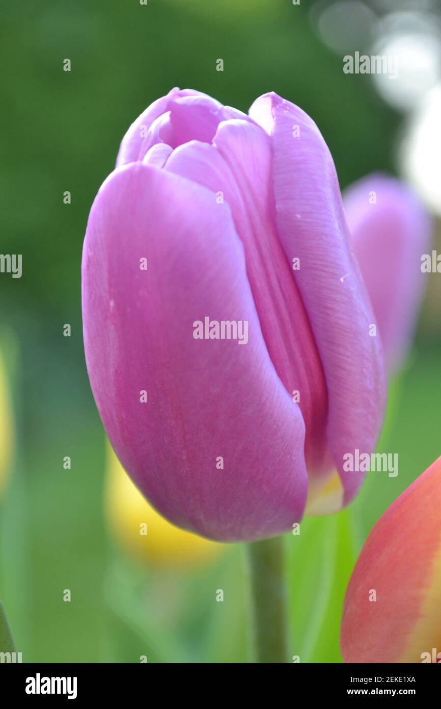 Tulip -Tulipa - Mehrjährige Krautigen Bulbiferous Geophyten - Frische Blumen - Lila - Gelb - Rot - Pretty Flower - Yorkshire - Großbritannien Stockfoto