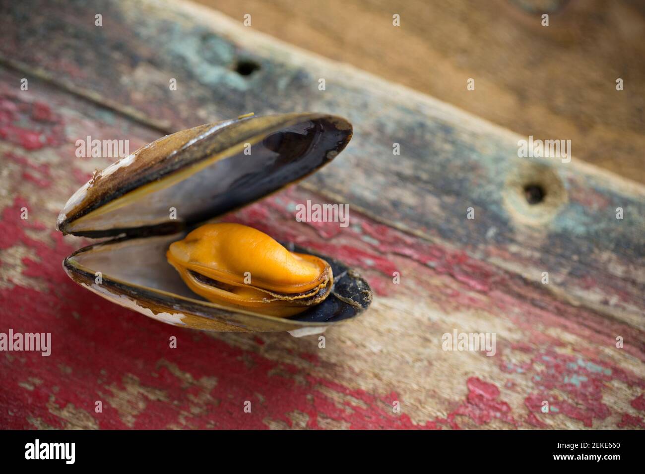 Eine einzelne gekochte schottische Muschel, die aus einem Waitrose Supermarkt gekauft wurde. Der Brexit am 31 2020. Januar verursachte Störungen bei einigen britischen Schalentieren Stockfoto