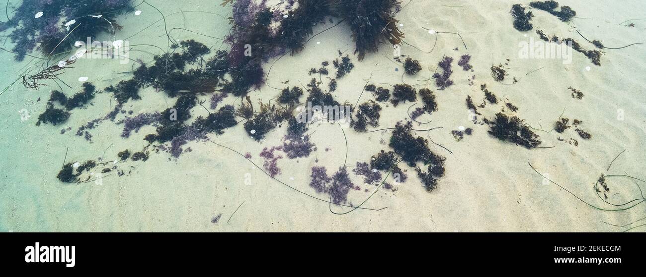 Algen am Sandstrand, Crystal Cove State Park, Newport Beach, Kalifornien, USA Stockfoto