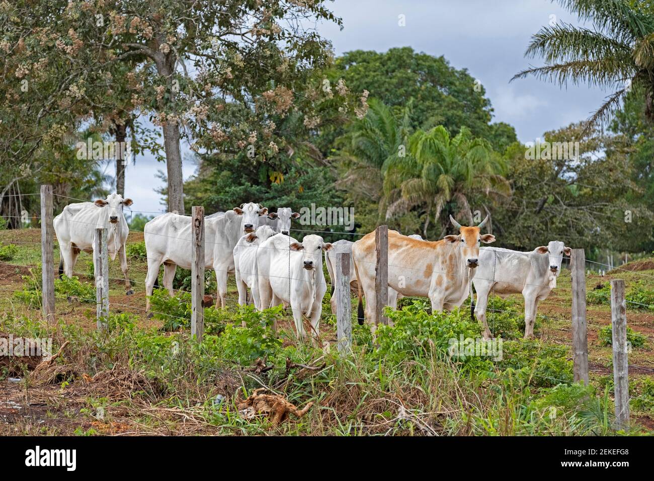 White Indu-Brasil / Indo-brasilianische Kühe, brasilianische Rasse von Zebuinen Rind im Amazonas, Cercado Provinz, Beni Department, Bolivien Stockfoto