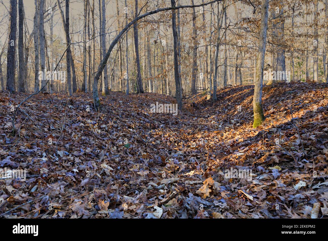 Laubbedeckter Waldboden im Winter. Stockfoto