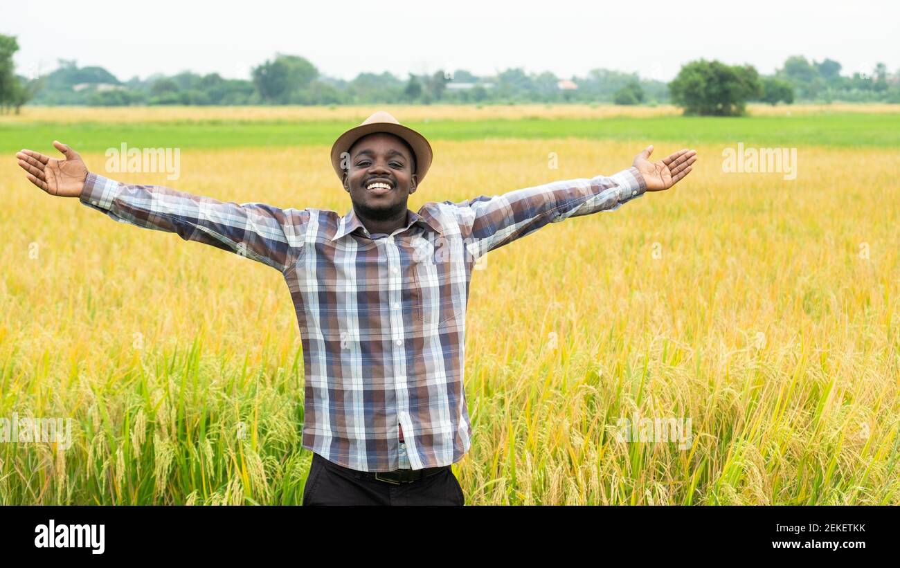 Afrikanischer Bauer steht in Bio-Reisfeld mit Lächeln und Glücklich.Landwirtschaft oder Anbaukonzept im 16:9 Stil Stockfoto