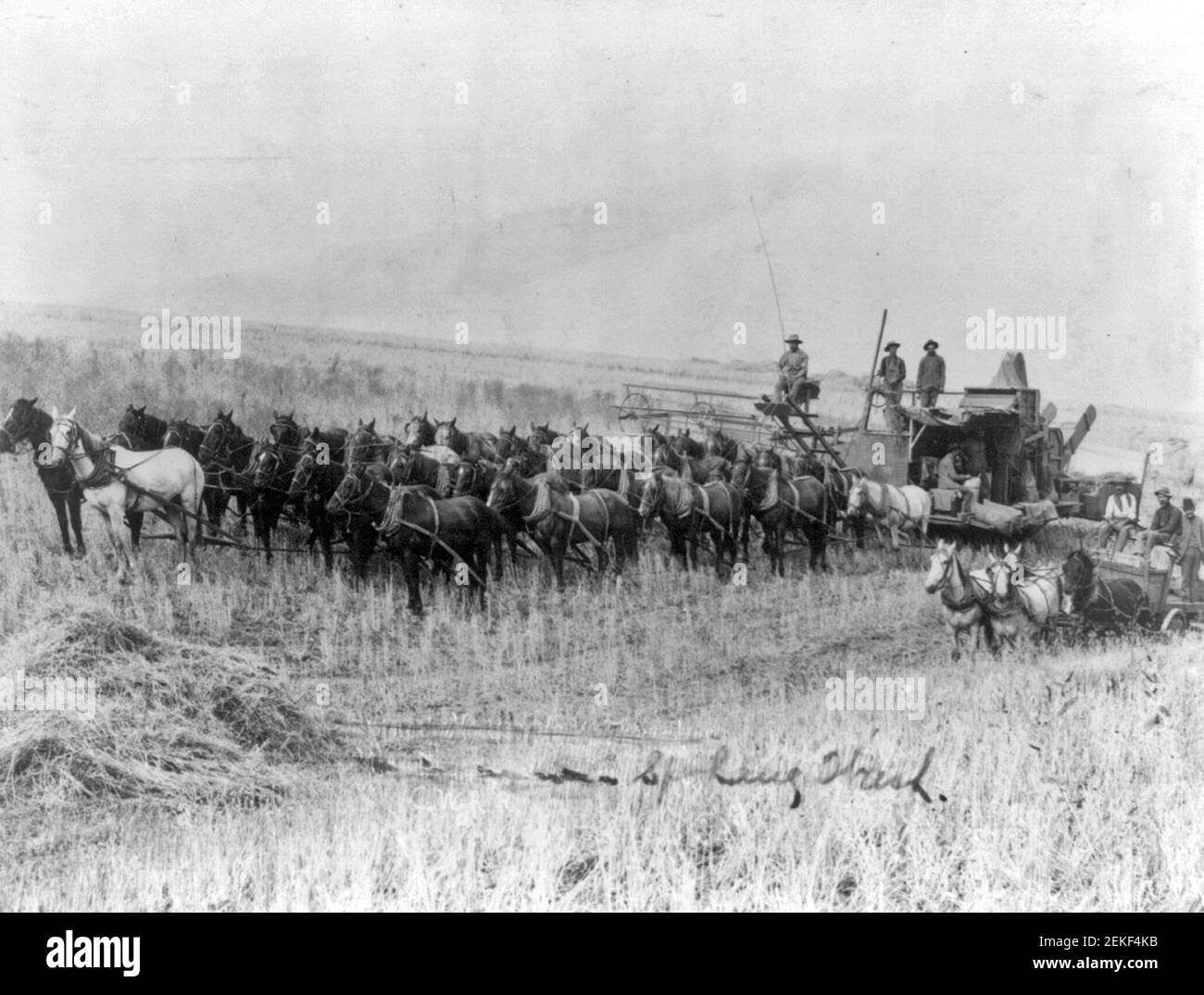 Erntemaschine gezogen von 32 Pferden in Spokane, Washington, um 1910 Stockfoto