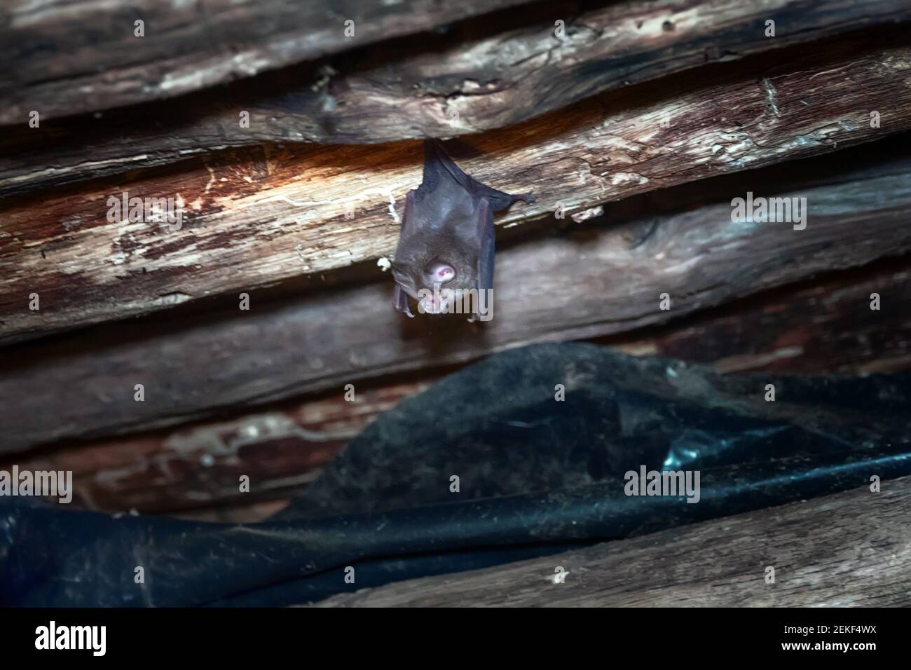 Große Hufeisenfledermaus (Rhinolophus ferrumenquinum) unter dem Dach eines verlassenen Hauses. Nasenauswuchs dienen dazu, einen Strahl von Echoortung Signale zu bilden. Stockfoto