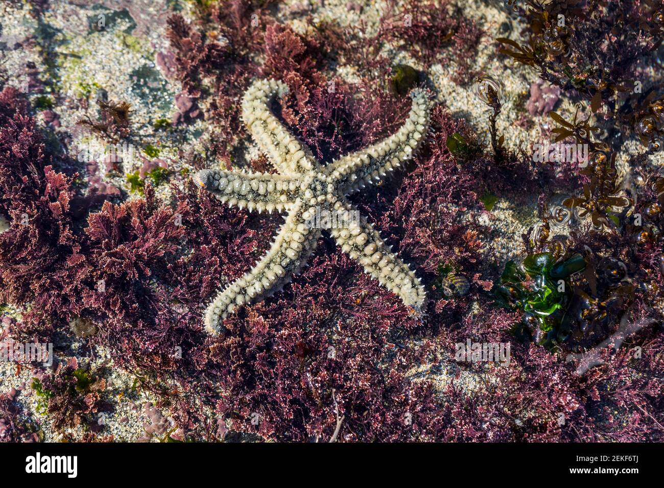 Stacheliger Seestern; Marthasterias glacialis; Felsenpool; Großbritannien Stockfoto