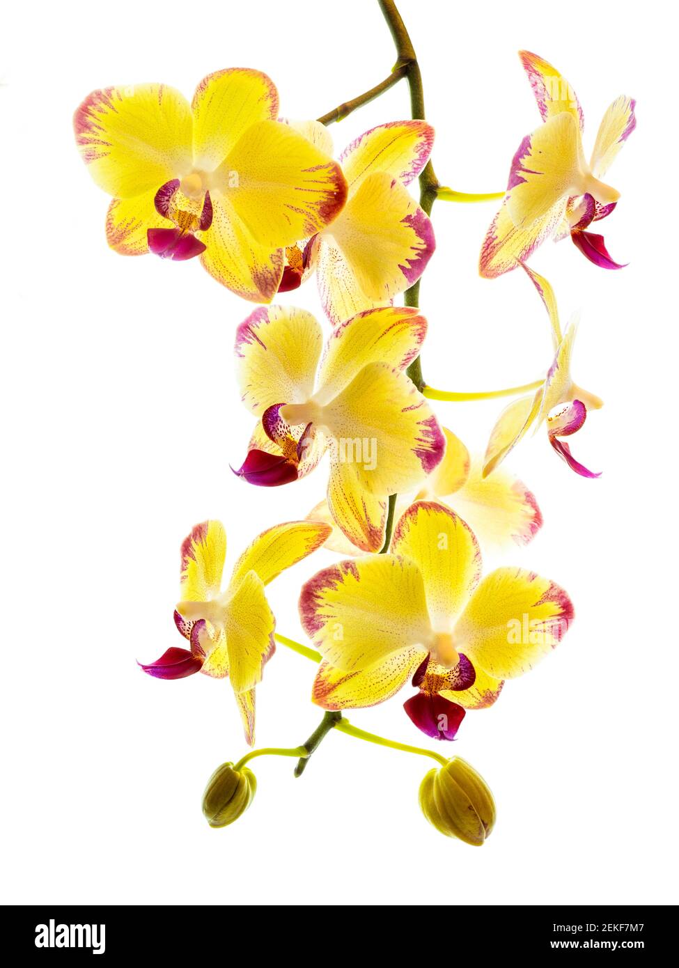 Gelbe Orchidee vor weißem Hintergrund Stockfoto