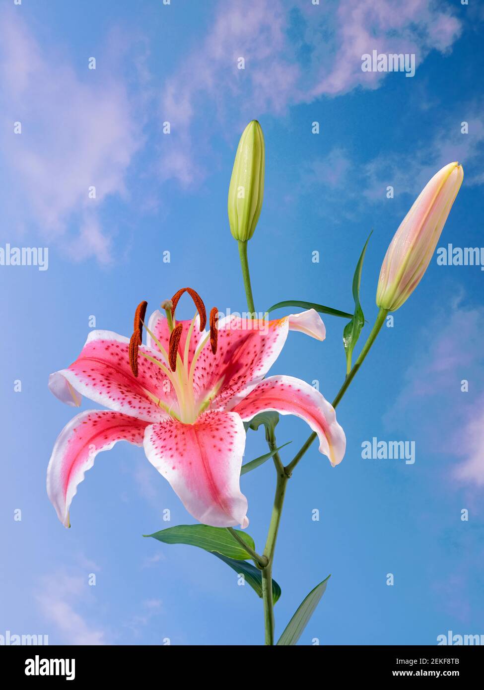 Lily Blume gegen bewölkten Himmel Stockfoto