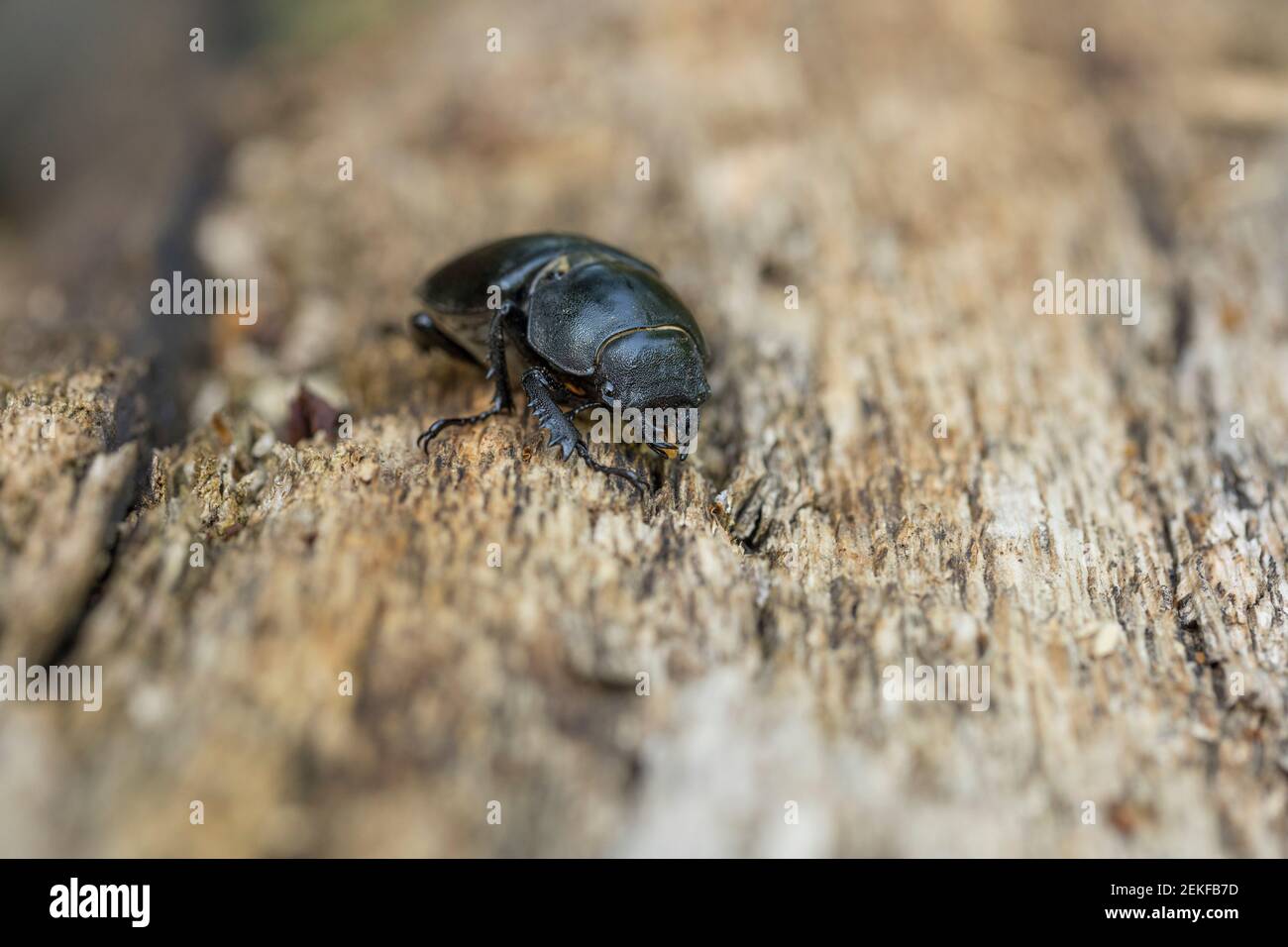 Hirschkäfer Lucanus cervus; Ungarn; Stockfoto