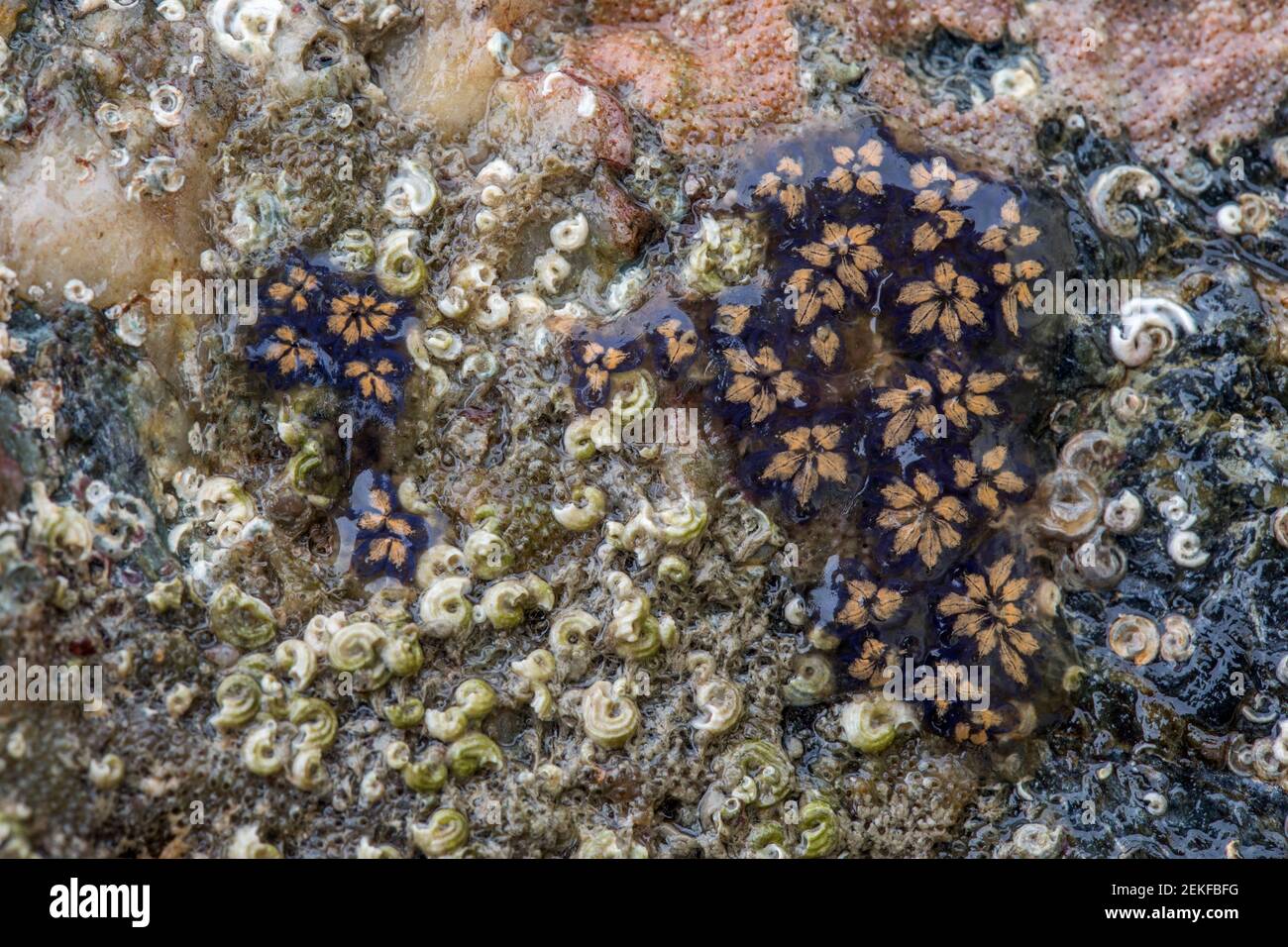 Star Ascidian; Botryllus schlosseri; Großbritannien Stockfoto