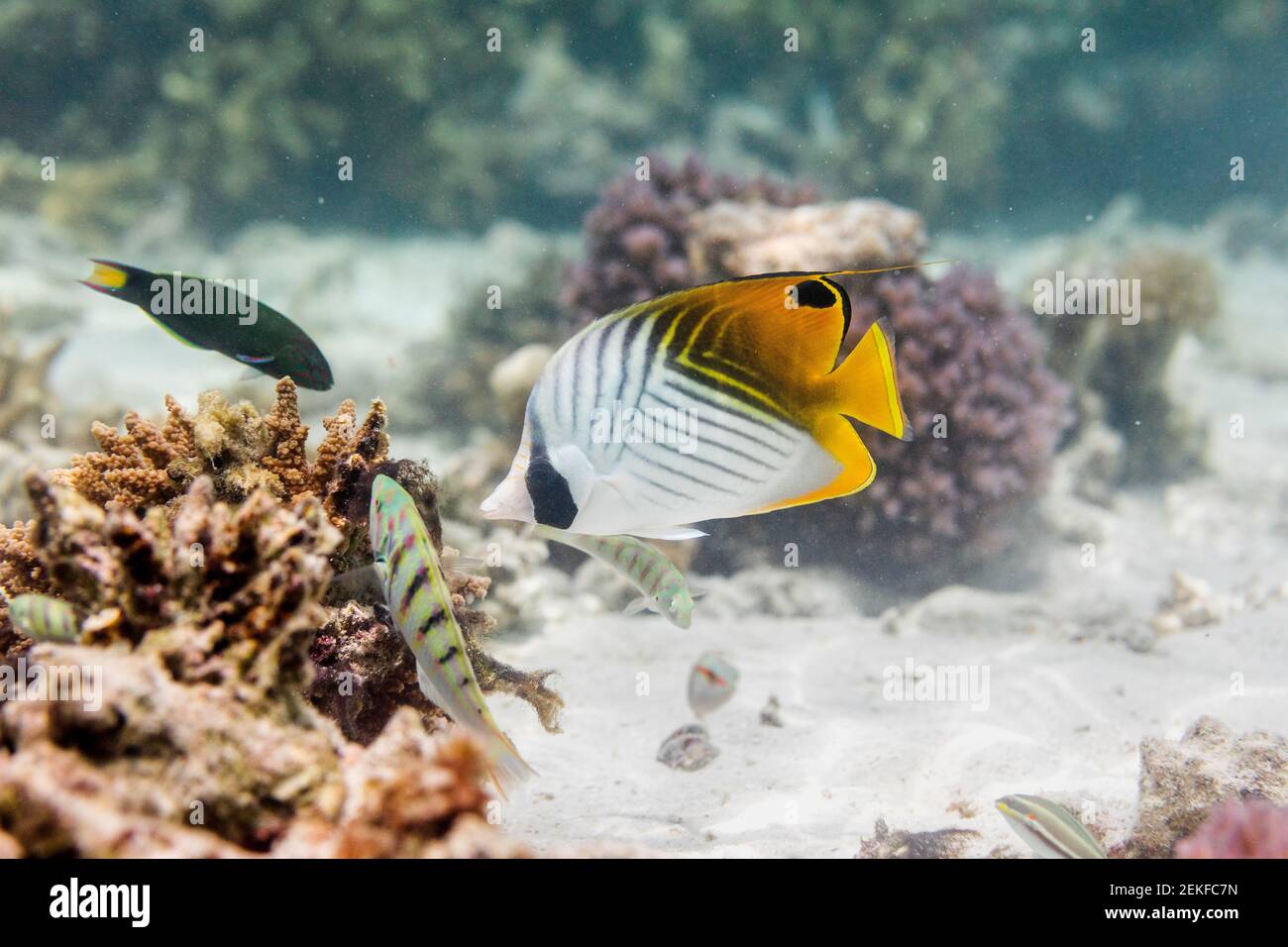 Fadenflossen-Schmetterlingsfisch; Chaetodon auriga; Malediven Stockfoto