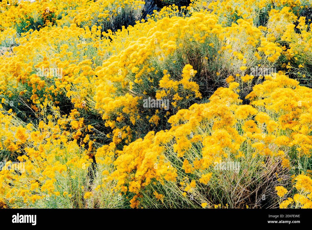 Blühende gelbe Blumen, Great Basin National Park, Nevada, USA Stockfoto